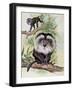 Two Lion-Tailed Macaque on a Tree (Macaca Silenus)-null-Framed Giclee Print