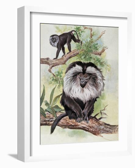 Two Lion-Tailed Macaque on a Tree (Macaca Silenus)-null-Framed Giclee Print