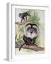 Two Lion-Tailed Macaque on a Tree (Macaca Silenus)-null-Framed Giclee Print