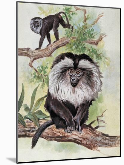 Two Lion-Tailed Macaque on a Tree (Macaca Silenus)-null-Mounted Giclee Print
