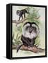 Two Lion-Tailed Macaque on a Tree (Macaca Silenus)-null-Framed Stretched Canvas