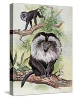 Two Lion-Tailed Macaque on a Tree (Macaca Silenus)-null-Stretched Canvas
