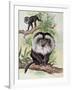 Two Lion-Tailed Macaque on a Tree (Macaca Silenus)-null-Framed Giclee Print