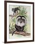 Two Lion-Tailed Macaque on a Tree (Macaca Silenus)-null-Framed Giclee Print