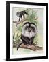 Two Lion-Tailed Macaque on a Tree (Macaca Silenus)-null-Framed Giclee Print