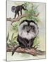 Two Lion-Tailed Macaque on a Tree (Macaca Silenus)-null-Mounted Giclee Print