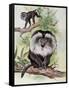 Two Lion-Tailed Macaque on a Tree (Macaca Silenus)-null-Framed Stretched Canvas