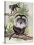 Two Lion-Tailed Macaque on a Tree (Macaca Silenus)-null-Stretched Canvas