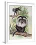 Two Lion-Tailed Macaque on a Tree (Macaca Silenus)-null-Framed Giclee Print