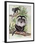 Two Lion-Tailed Macaque on a Tree (Macaca Silenus)-null-Framed Giclee Print