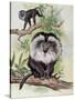 Two Lion-Tailed Macaque on a Tree (Macaca Silenus)-null-Stretched Canvas