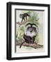 Two Lion-Tailed Macaque on a Tree (Macaca Silenus)-null-Framed Premium Giclee Print