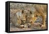 Two Lionesses Nuzzling Each Other Showing Love in Mana Pools National Park, Zimbabwe-Karine Aigner-Framed Stretched Canvas