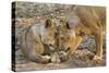 Two Lionesses Nuzzling Each Other Showing Love in Mana Pools National Park, Zimbabwe-Karine Aigner-Stretched Canvas