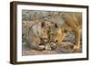 Two Lionesses Nuzzling Each Other Showing Love in Mana Pools National Park, Zimbabwe-Karine Aigner-Framed Photographic Print