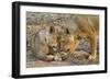 Two Lionesses Nuzzling Each Other Showing Love in Mana Pools National Park, Zimbabwe-Karine Aigner-Framed Photographic Print