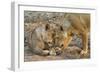 Two Lionesses Nuzzling Each Other Showing Love in Mana Pools National Park, Zimbabwe-Karine Aigner-Framed Photographic Print