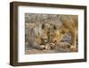 Two Lionesses Nuzzling Each Other Showing Love in Mana Pools National Park, Zimbabwe-Karine Aigner-Framed Photographic Print