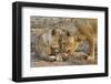 Two Lionesses Nuzzling Each Other Showing Love in Mana Pools National Park, Zimbabwe-Karine Aigner-Framed Photographic Print