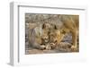 Two Lionesses Nuzzling Each Other Showing Love in Mana Pools National Park, Zimbabwe-Karine Aigner-Framed Photographic Print