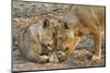 Two Lionesses Nuzzling Each Other Showing Love in Mana Pools National Park, Zimbabwe-Karine Aigner-Mounted Photographic Print