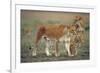 Two Lionesses (Panthera Leo) with Two Cubs Walking on Savannah, Kenya-Anup Shah-Framed Photographic Print