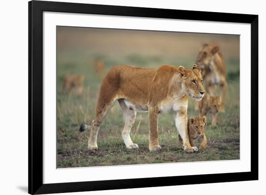 Two Lionesses (Panthera Leo) with Two Cubs Walking on Savannah, Kenya-Anup Shah-Framed Photographic Print