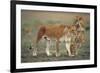 Two Lionesses (Panthera Leo) with Two Cubs Walking on Savannah, Kenya-Anup Shah-Framed Photographic Print