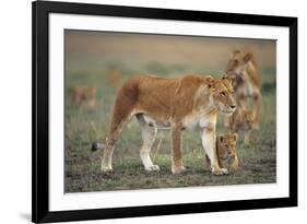 Two Lionesses (Panthera Leo) with Two Cubs Walking on Savannah, Kenya-Anup Shah-Framed Photographic Print