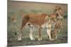 Two Lionesses (Panthera Leo) with Two Cubs Walking on Savannah, Kenya-Anup Shah-Mounted Photographic Print