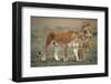 Two Lionesses (Panthera Leo) with Two Cubs Walking on Savannah, Kenya-Anup Shah-Framed Photographic Print