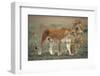 Two Lionesses (Panthera Leo) with Two Cubs Walking on Savannah, Kenya-Anup Shah-Framed Photographic Print