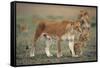 Two Lionesses (Panthera Leo) with Two Cubs Walking on Savannah, Kenya-Anup Shah-Framed Stretched Canvas