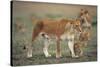 Two Lionesses (Panthera Leo) with Two Cubs Walking on Savannah, Kenya-Anup Shah-Stretched Canvas