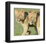 Two Lionesses-Martin Fowkes-Framed Giclee Print