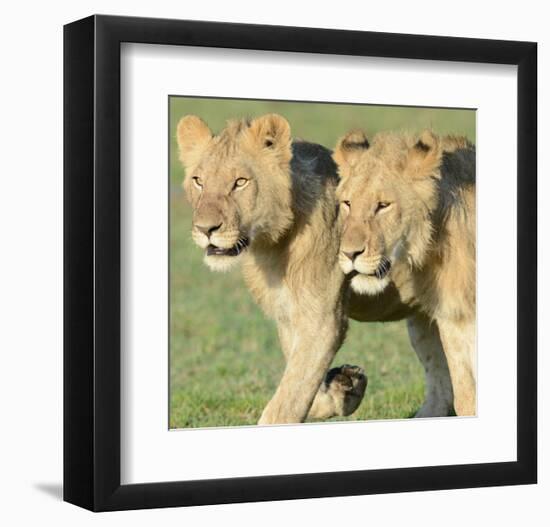 Two Lionesses-Martin Fowkes-Framed Giclee Print