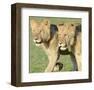 Two Lionesses-Martin Fowkes-Framed Giclee Print