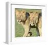 Two Lionesses-Martin Fowkes-Framed Giclee Print