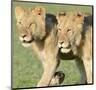 Two Lionesses-Martin Fowkes-Mounted Giclee Print