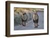 Two lions (Panthera leo), Kgalagadi Transfrontier Park, South Africa, Africa-James Hager-Framed Photographic Print
