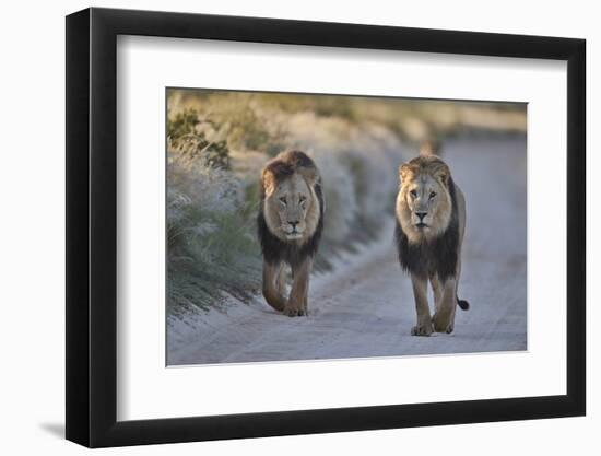 Two lions (Panthera leo), Kgalagadi Transfrontier Park, South Africa, Africa-James Hager-Framed Photographic Print