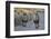 Two lions (Panthera leo), Kgalagadi Transfrontier Park, South Africa, Africa-James Hager-Framed Photographic Print