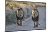 Two lions (Panthera leo), Kgalagadi Transfrontier Park, South Africa, Africa-James Hager-Mounted Photographic Print