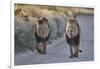 Two lions (Panthera leo), Kgalagadi Transfrontier Park, South Africa, Africa-James Hager-Framed Photographic Print