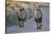 Two lions (Panthera leo), Kgalagadi Transfrontier Park, South Africa, Africa-James Hager-Stretched Canvas