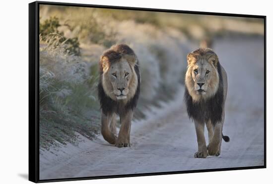 Two lions (Panthera leo), Kgalagadi Transfrontier Park, South Africa, Africa-James Hager-Framed Stretched Canvas