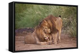 Two Lions (Panthera Leo), Serengeti National Park, Tanzania, East Africa, Africa-James Hager-Framed Stretched Canvas