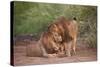 Two Lions (Panthera Leo), Serengeti National Park, Tanzania, East Africa, Africa-James Hager-Stretched Canvas