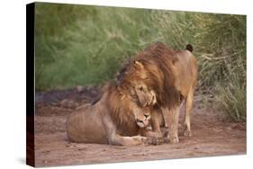 Two Lions (Panthera Leo), Serengeti National Park, Tanzania, East Africa, Africa-James Hager-Stretched Canvas