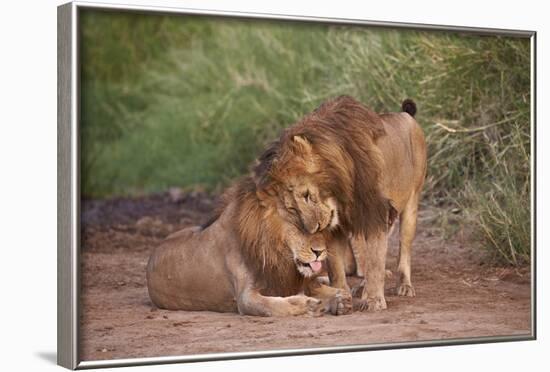 Two Lions (Panthera Leo), Serengeti National Park, Tanzania, East Africa, Africa-James Hager-Framed Photographic Print